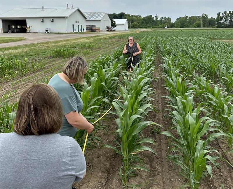 Teachers learn to measure corn rows to calculate number of plants in a field.